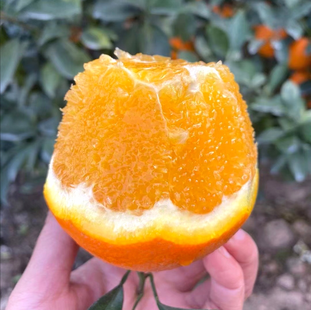 【团购福利】寻乌精品赣南脐橙，新鲜采摘，饱满多汁，橙香四溢，生态种植的美味！