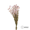 干花 ｜ 鲁丹鸟粉 商品缩略图5