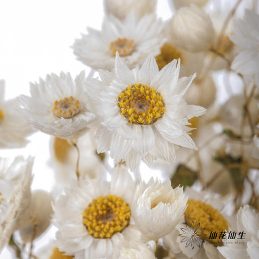 干花 ｜ 鲁丹鸟白 商品图1