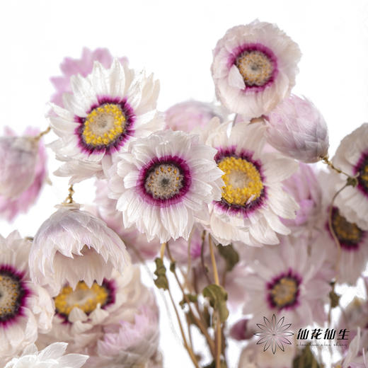 干花 ｜ 鲁丹鸟粉 商品图1