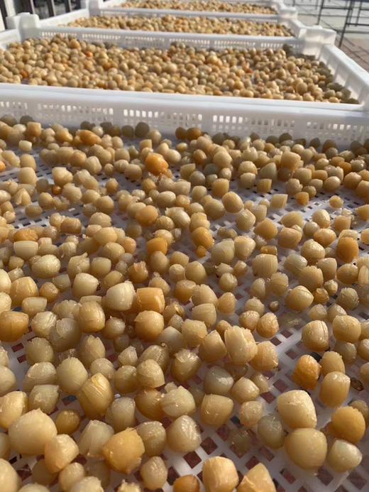 丨生态丨野生海捕干贝 瑶柱 自然晒干，无化学添加 商品图0