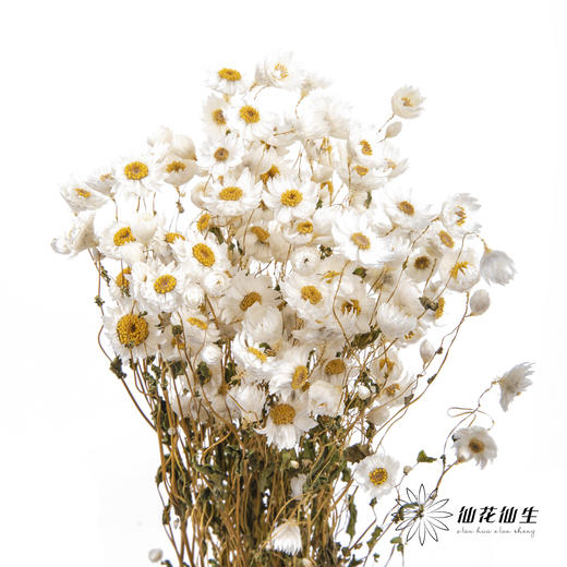干花 ｜ 鲁丹鸟白 商品图4