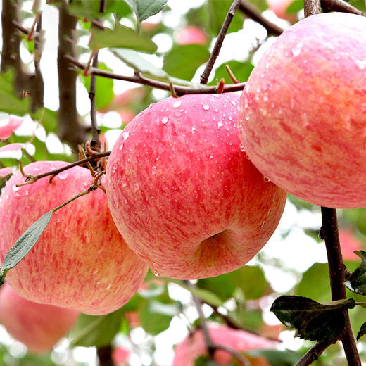 延安苹果红富士24头75果 商品图1