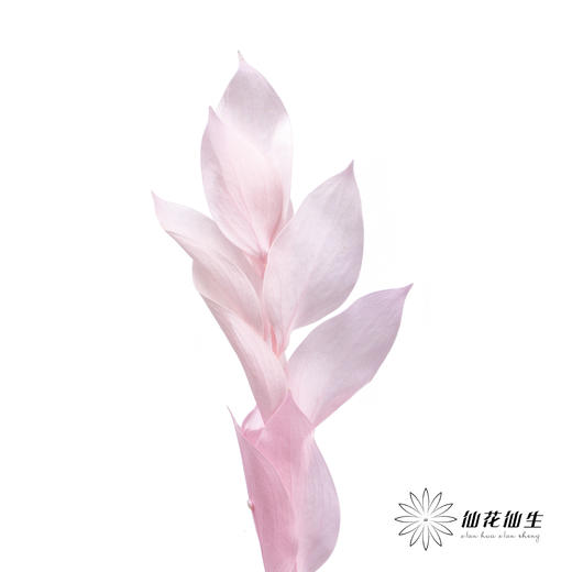 永生花材 ｜ 桔子叶粉 商品图0