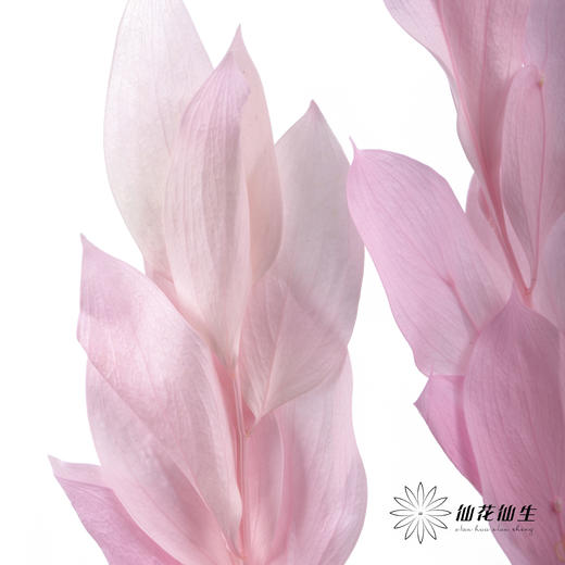 永生花材 ｜ 桔子叶粉 商品图3