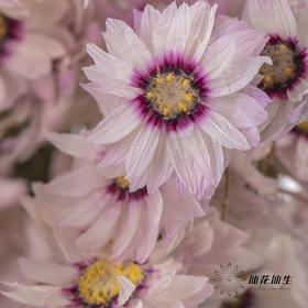 干花 ｜ 鲁丹鸟粉