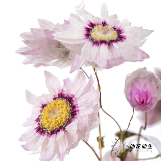 干花 ｜ 鲁丹鸟粉 商品图3