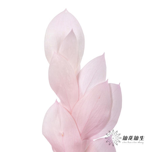 永生花材 ｜ 桔子叶粉 商品图4