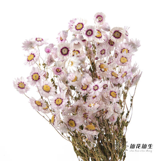 干花 ｜ 鲁丹鸟粉 商品图4