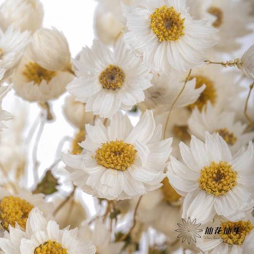 干花 ｜ 鲁丹鸟白 商品图3