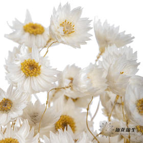 干花 ｜ 鲁丹鸟白