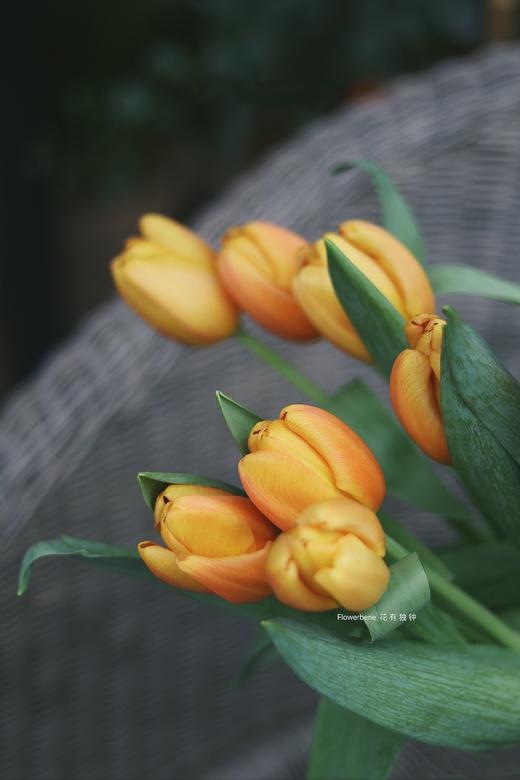 【周四团购】香橙挞郁金香69.8元 2人拼团 商品图3