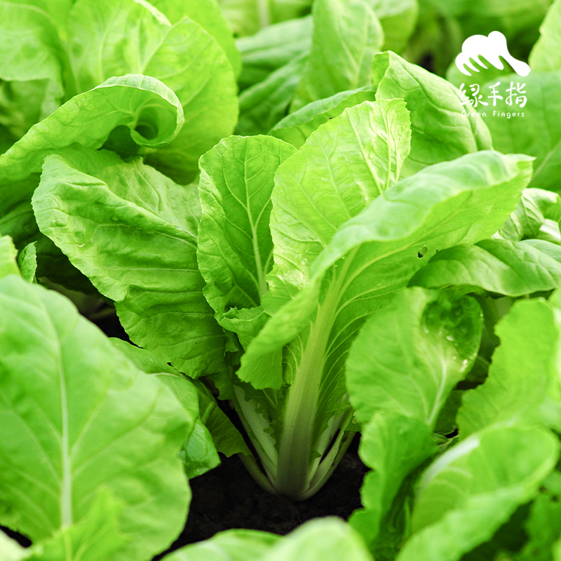 生态快菜 | 绿家自产*Ecological shortorder | Self-production