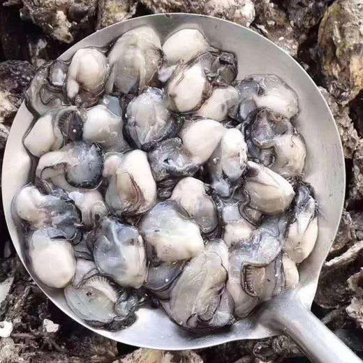 丨生态丨野生海捕海鲜活冻贝壳类 鲍鱼，扇贝，小花螺，海瓜子，扇贝柱（瑶柱） 商品图3