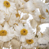 干花 ｜ 鲁丹鸟白 商品缩略图2