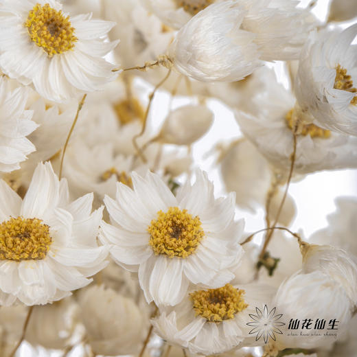 干花 ｜ 鲁丹鸟白 商品图2
