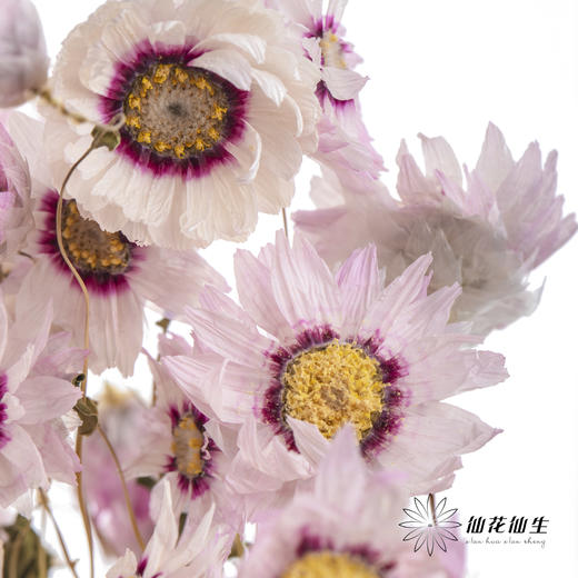 干花 ｜ 鲁丹鸟粉 商品图2