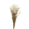 干花 ｜ 鲁丹鸟白 商品缩略图5