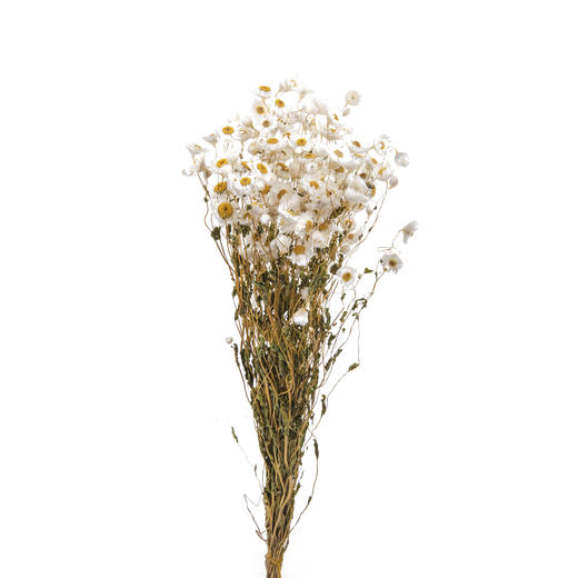干花 ｜ 鲁丹鸟白 商品图5
