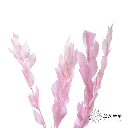 永生花材 ｜ 桔子叶粉 商品图2