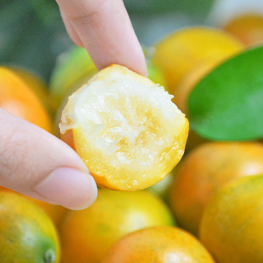 滑皮金桔 ｜ 广西融安金桔全新二代，0酸0涩，纯甜多汁，无籽无渣！ 商品图1