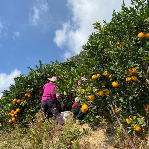 赣南脐橙，新鲜采摘，饱满多汁，橙香四溢，生态种植的美味！ 商品图5