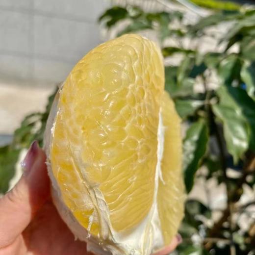 泰国青柚   （又称“丑柚”蜂蜜青柚子）  48小时左右发货 商品图8