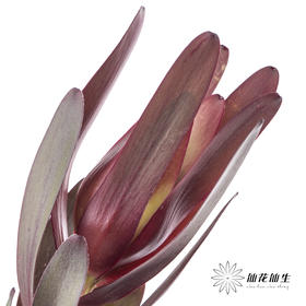 配花 | 大叶多头木百合红色