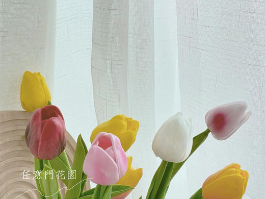 【水培郁金香种植套装】进口郁金香种球5颗+玻璃瓶1个+鹅卵石若干+多菌灵1包/份 品种随机 （上海仓） 商品图7