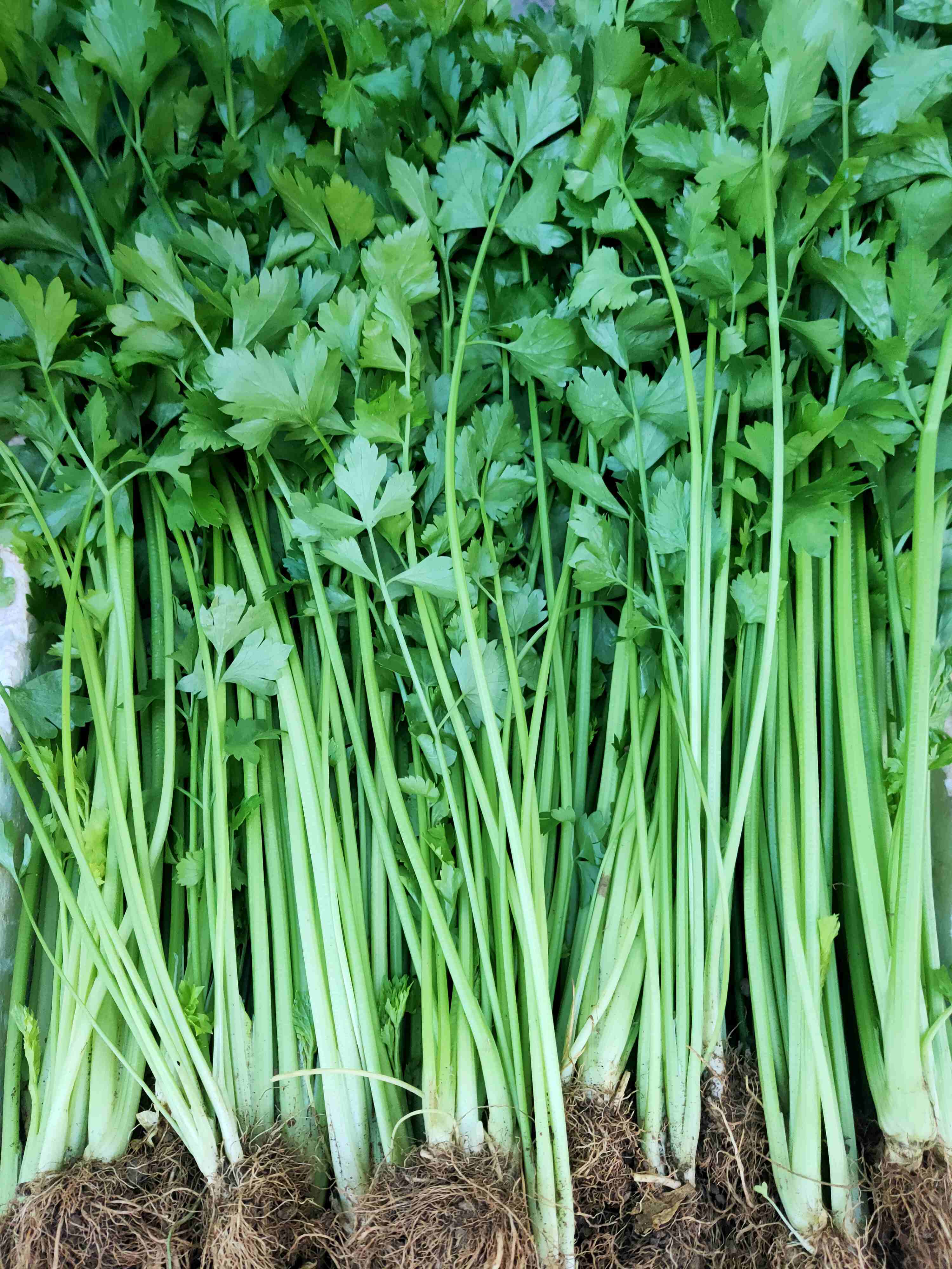 乡里芹菜 ，1斤