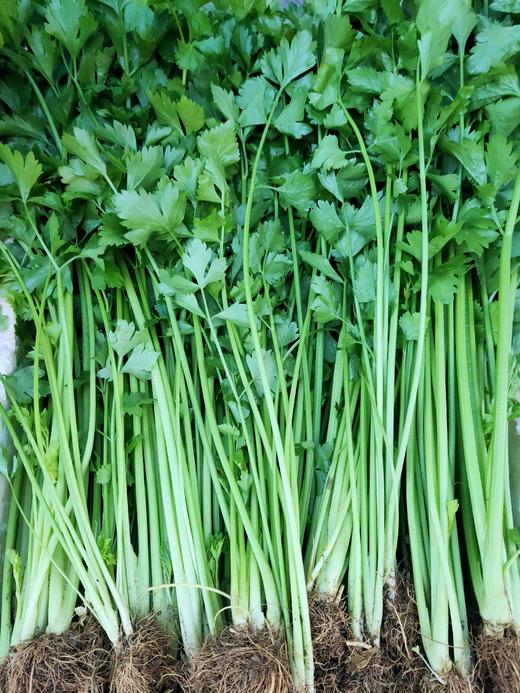 乡里芹菜 ，1斤 商品图0