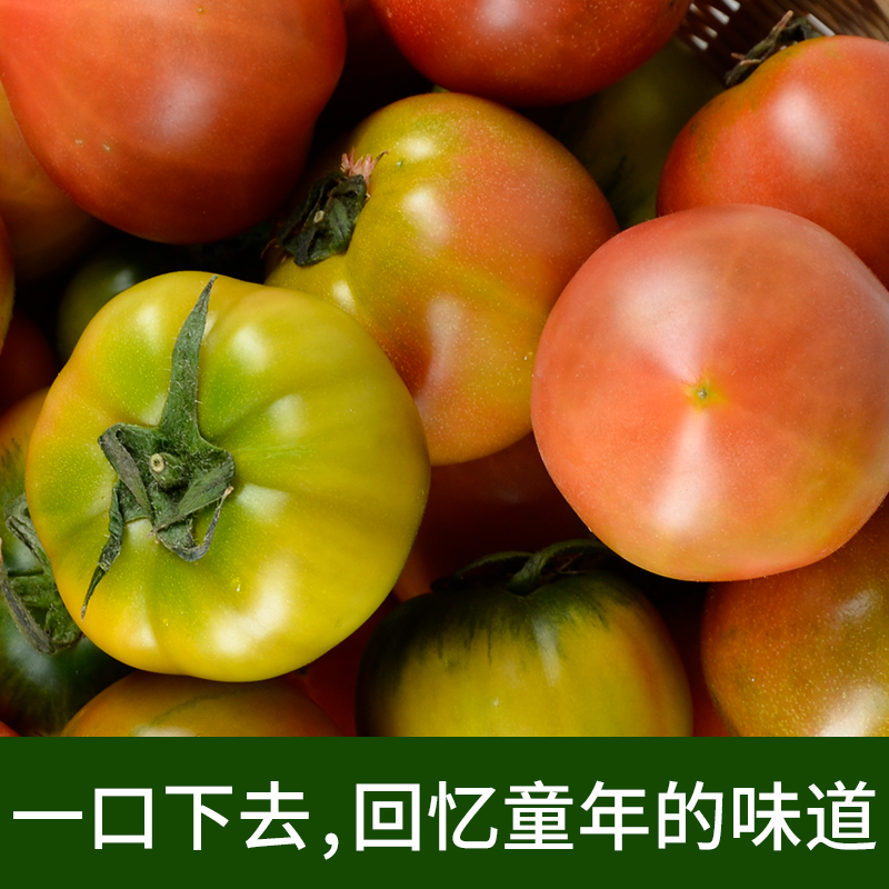 3倍VC| 铁皮草莓柿子丹东碱地柿子新鲜应季水果西红柿自然熟绿腚番茄