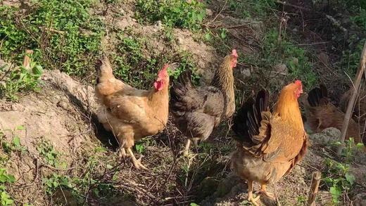 ＃每周五配送，周四晚上10点前必须下单＃真食材＃新基地，会飞的鸡来啦！土鸡土鸭，世界上假的多了，真的也就珍稀了。正宗，吃一个少一个。 商品图4