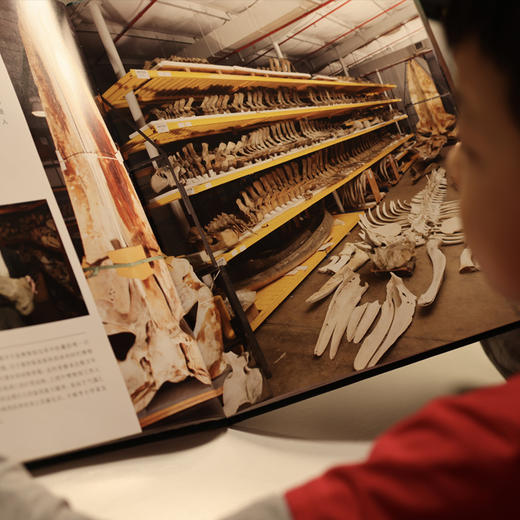 DK博物馆背后的故事 商品图5