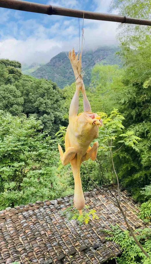 ＃每周五配送，周四晚上10点前必须下单＃真食材＃新基地，会飞的鸡来啦！土鸡土鸭，世界上假的多了，真的也就珍稀了。正宗，吃一个少一个。 商品图2