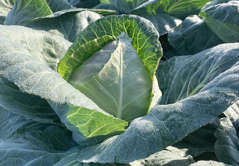 尖包菜(农户王木元)规格可选