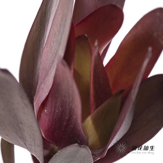 配花 | 大叶多头木百合红色 商品图1