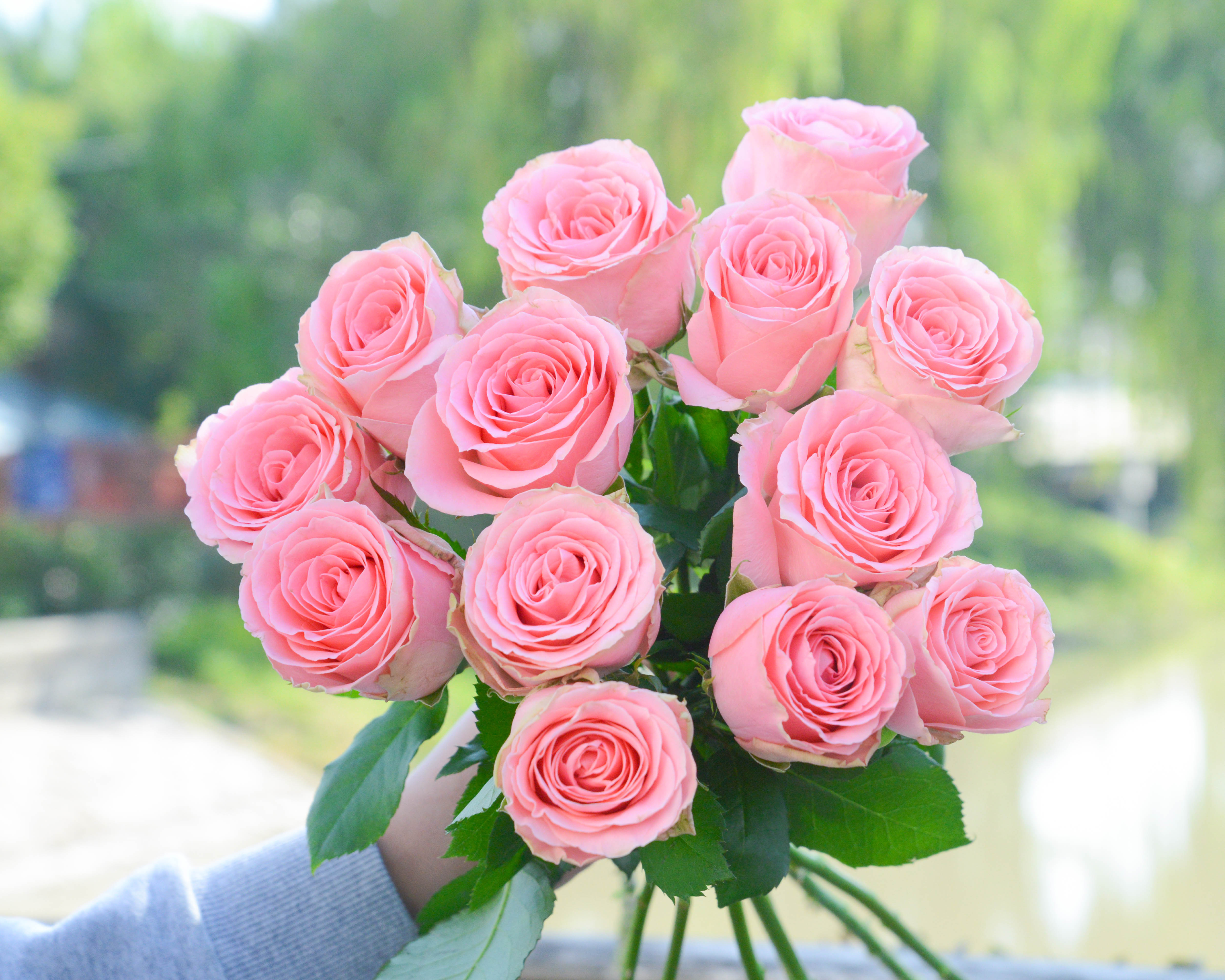 国产单头玫瑰春晓嘉荷10支扎