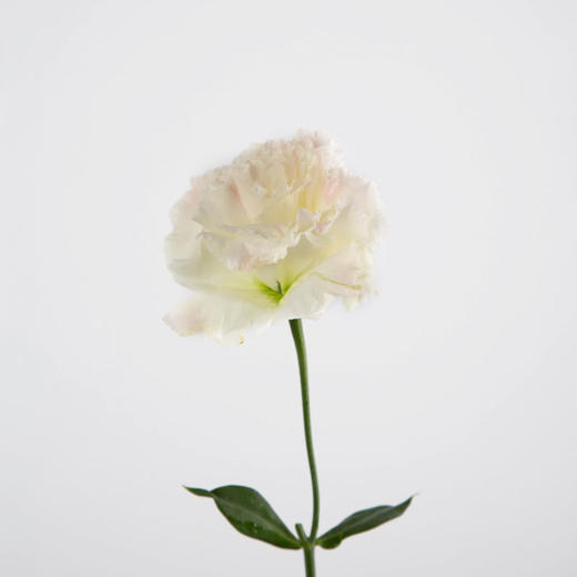 洋桔梗 商品图11