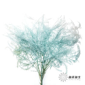 永生花材 ｜ 芒其叶蒂芙尼蓝