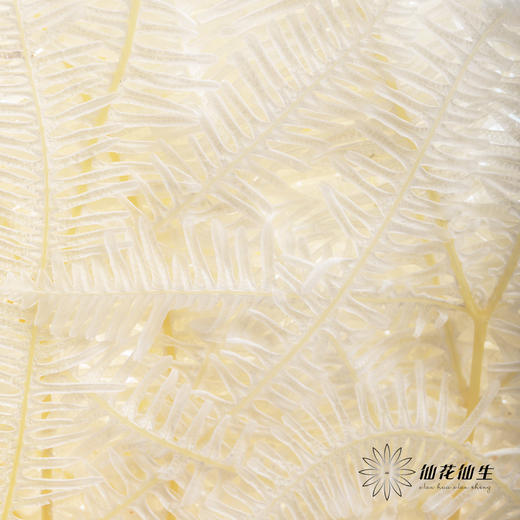 永生花材 ｜ 芒其叶白 商品图2