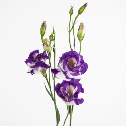 洋桔梗 商品图5