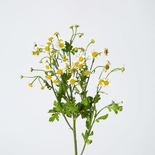 洋甘菊 商品图0