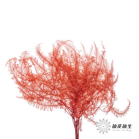 永生花材 ｜ 芒其叶橘红