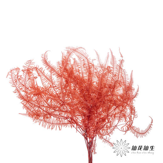 永生花材 ｜ 芒其叶橘红 商品图0