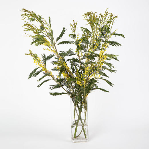 金合欢 商品图2