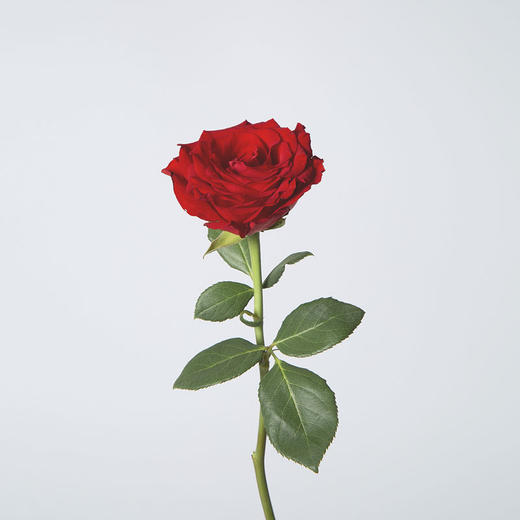 珍爱玫瑰 商品图0