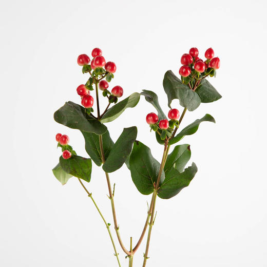 火龙珠 商品图2