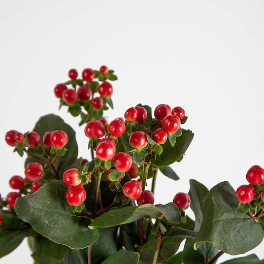 火龙珠 商品图0