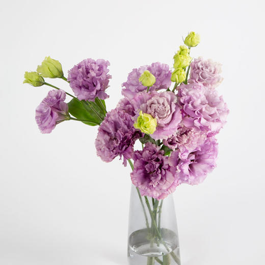 洋桔梗 商品图4